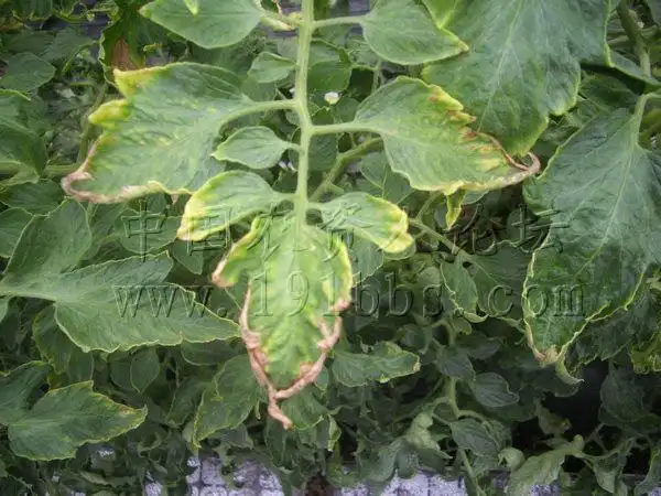 番茄缺素图谱大全