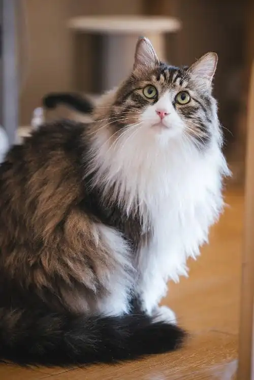 长毛田园猫的颜值巅峰-招财,好久没遇到过这么标致的大狸花猫了#萌宠