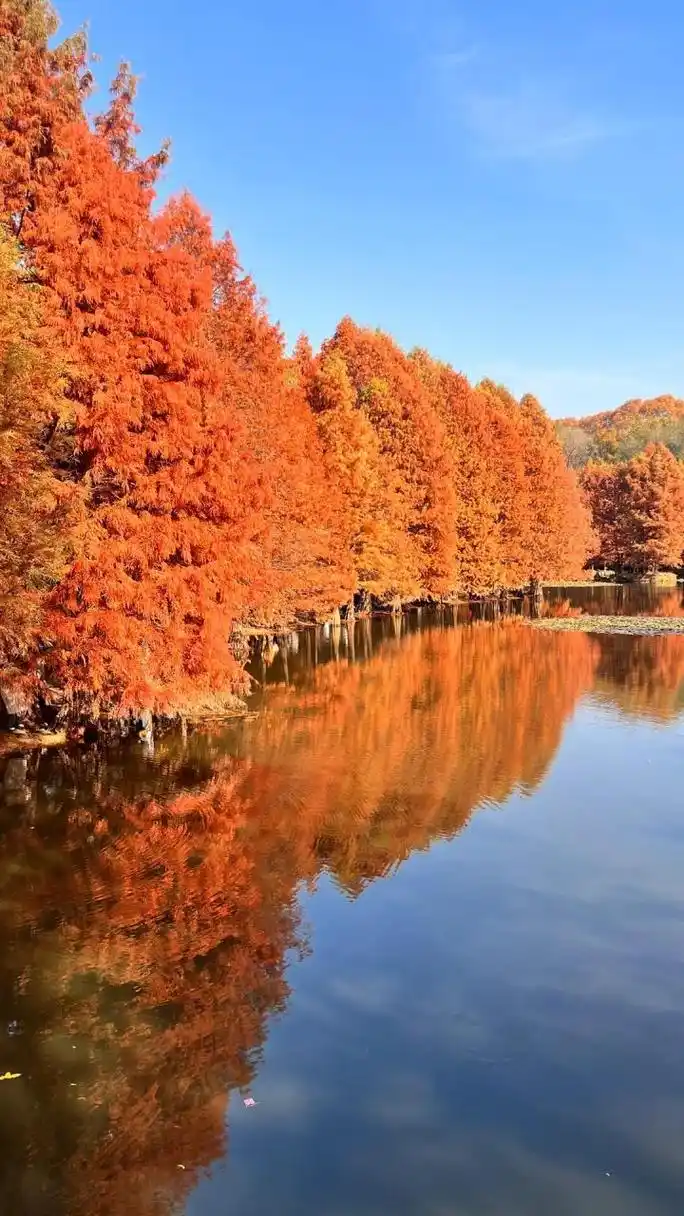 南京红杉树拍照真的绝了7515简直yyds01 一定要秋天来一次南京!