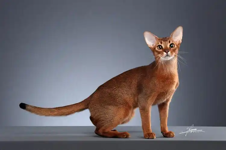 阿比西尼亚猫