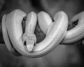 相关百科 白蛇 白蛇是脊索动物门爬行纲动物,属国家野生保护动物