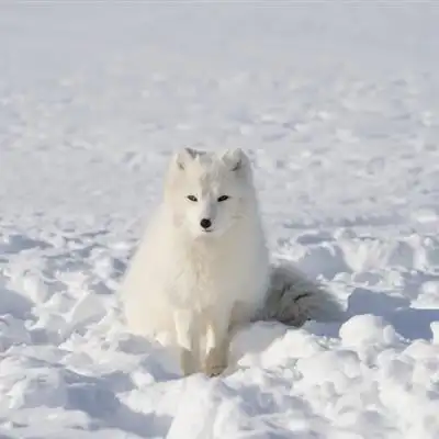 可爱狐狸头像 聪明狡猾的狐狸图片