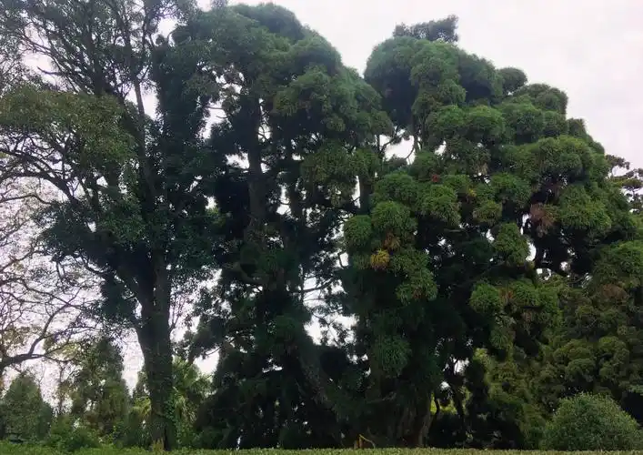 鼓岭第一地标——柳杉王