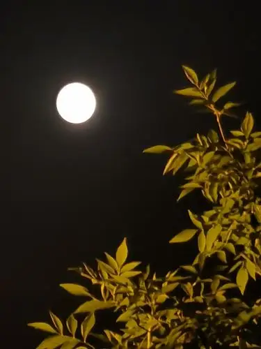 "秋之韵·中秋圆月",阳光摄影课堂专题作品创意展