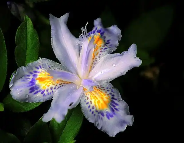 美丽的爱丽丝(又名鸢尾兰)