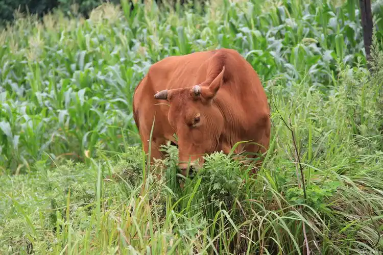 牛肉品种 - 2020年最新商品信息聚合专区 - 百度爱采购