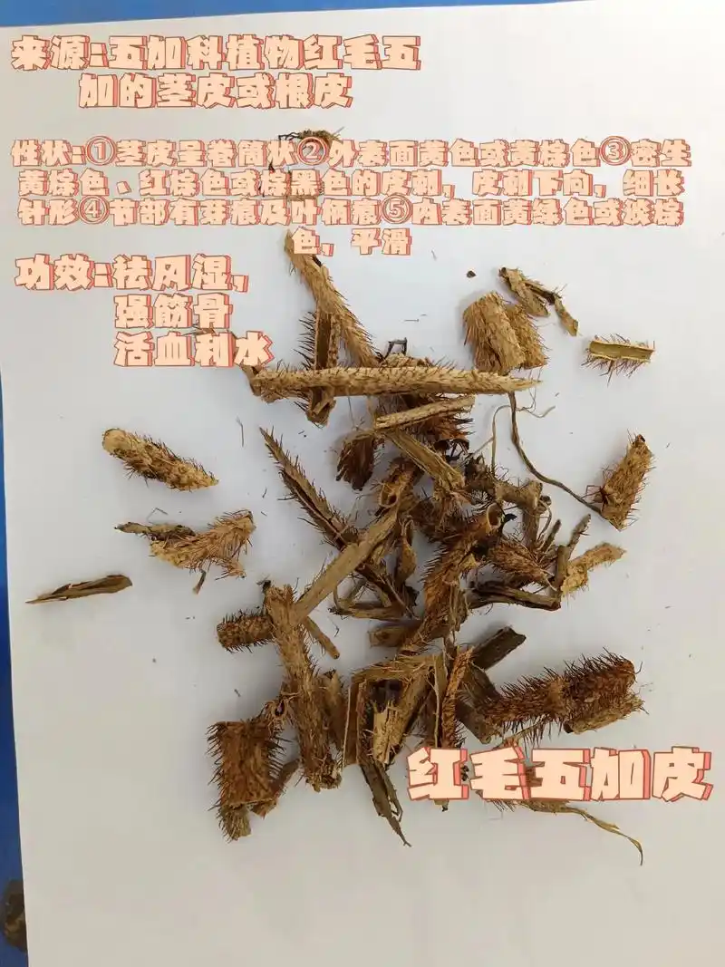 红毛五加皮78山药78吴茱萸78.