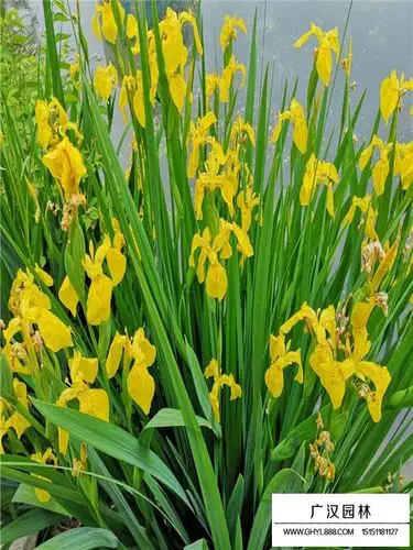 黄菖蒲简介