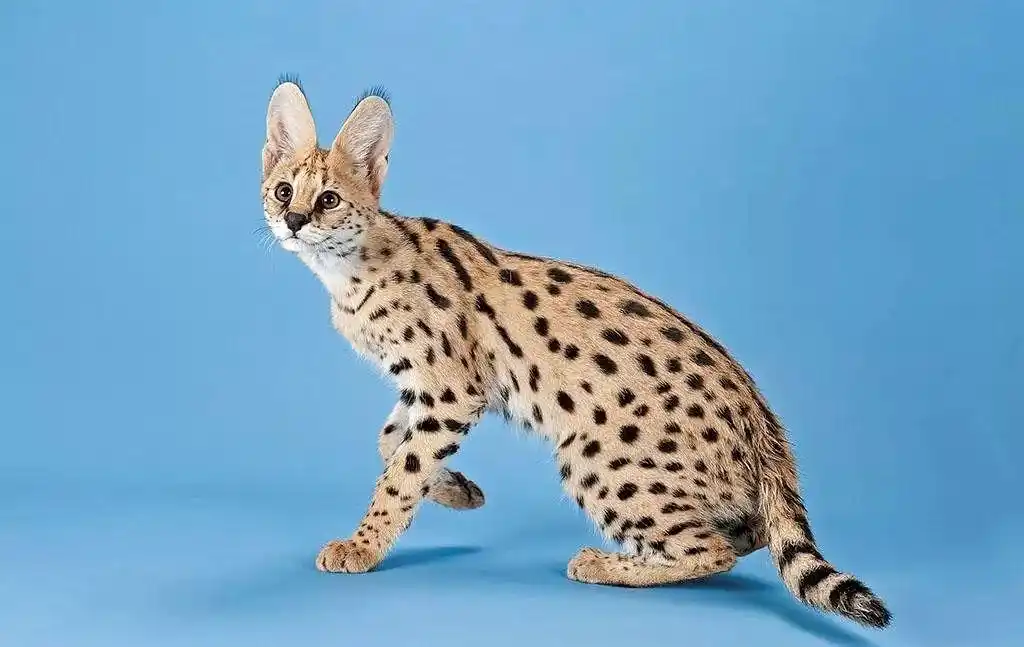 薮猫:欢脱蹦跳的黑夜之子