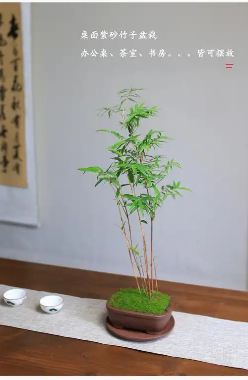 红竹盆景观音竹桌面绿植书房庭院阳台米竹植物办公室竹子盆栽室内