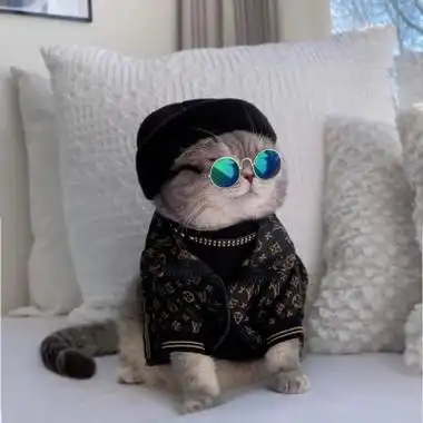 可爱萌宠图片猫咪头像穿衣服超酷