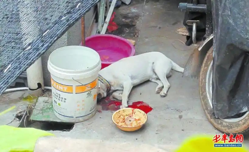 家养大狗连咬4个人3条狗 民警蹲墙头开枪毙恶犬