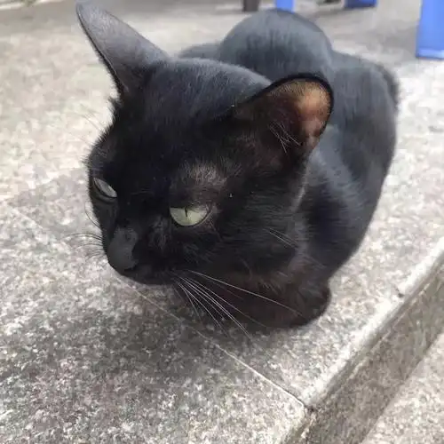 粉丝家的这只黑猫撒娇的表情太魔性了