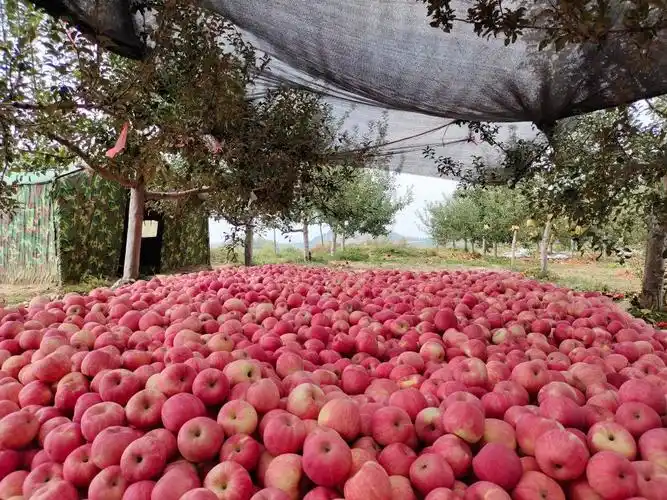 图为王炳栋完成收获的苹果. 新华社记者 刘彤 摄