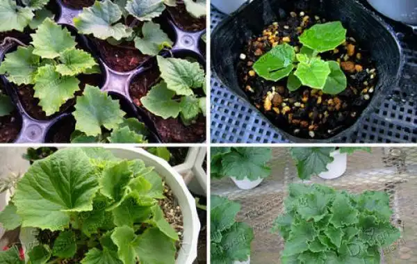 瓜叶菊移栽上盆怎么来进行?