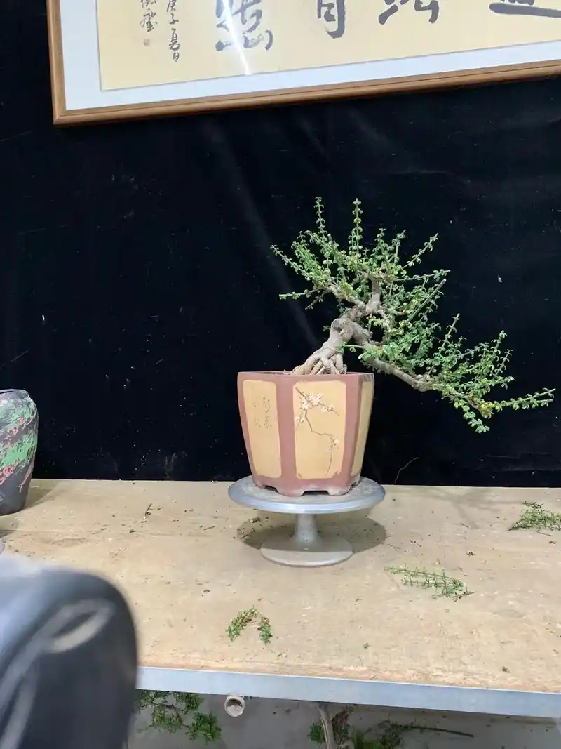 盆景素材 - 高山迎春侧柏苗木 - 抖音