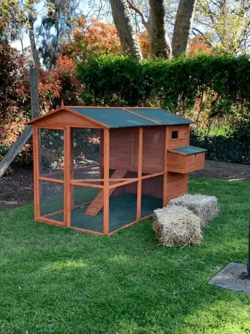 澳总理莫里森发展副业在家养鸡?后院自建鸡舍照片爆出,4万人关注