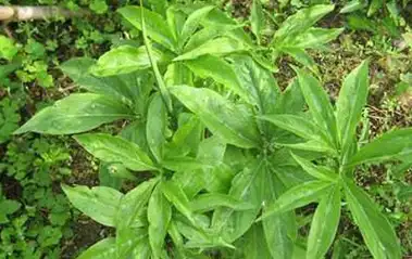 春天挖野菜时要注意,这5种野菜"有毒",千万别把有毒的带回家_毒性_皮