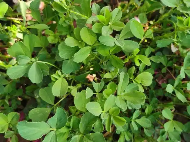 它是"地里长出来的铁元素库",补铁补血清脾胃,简单一炒真香!|鸡蛋|野