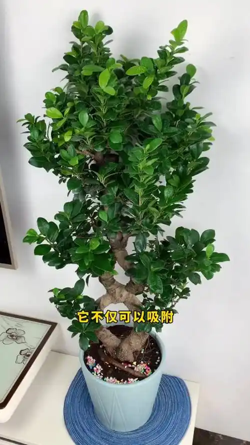 金钱榕也叫幸运木,里面有个呆萌的格鲁特养花盆栽