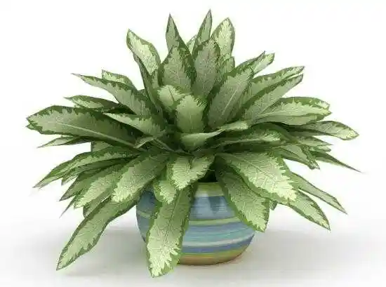 虎皮兰品种有哪些虎皮兰品种图片大全