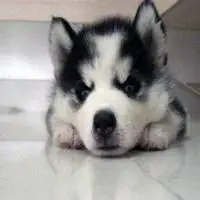 哈士奇可爱头像图片