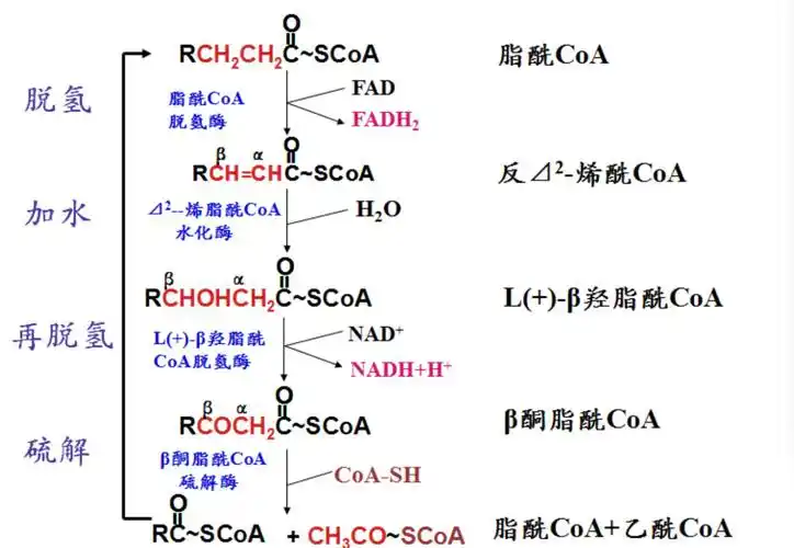 oxidation-oxidation - 早旭阅读