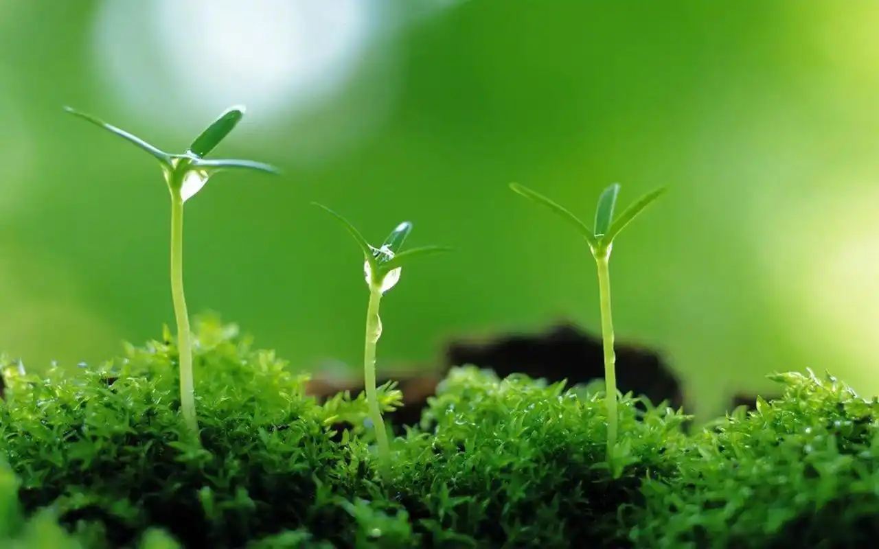 清新护眼绿色嫩芽图片桌面壁纸~~分享一组小清新绿色植物图片壁纸给