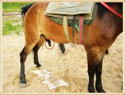 马鞭真的够大,大家猜一下马鞭伸出来有多长?