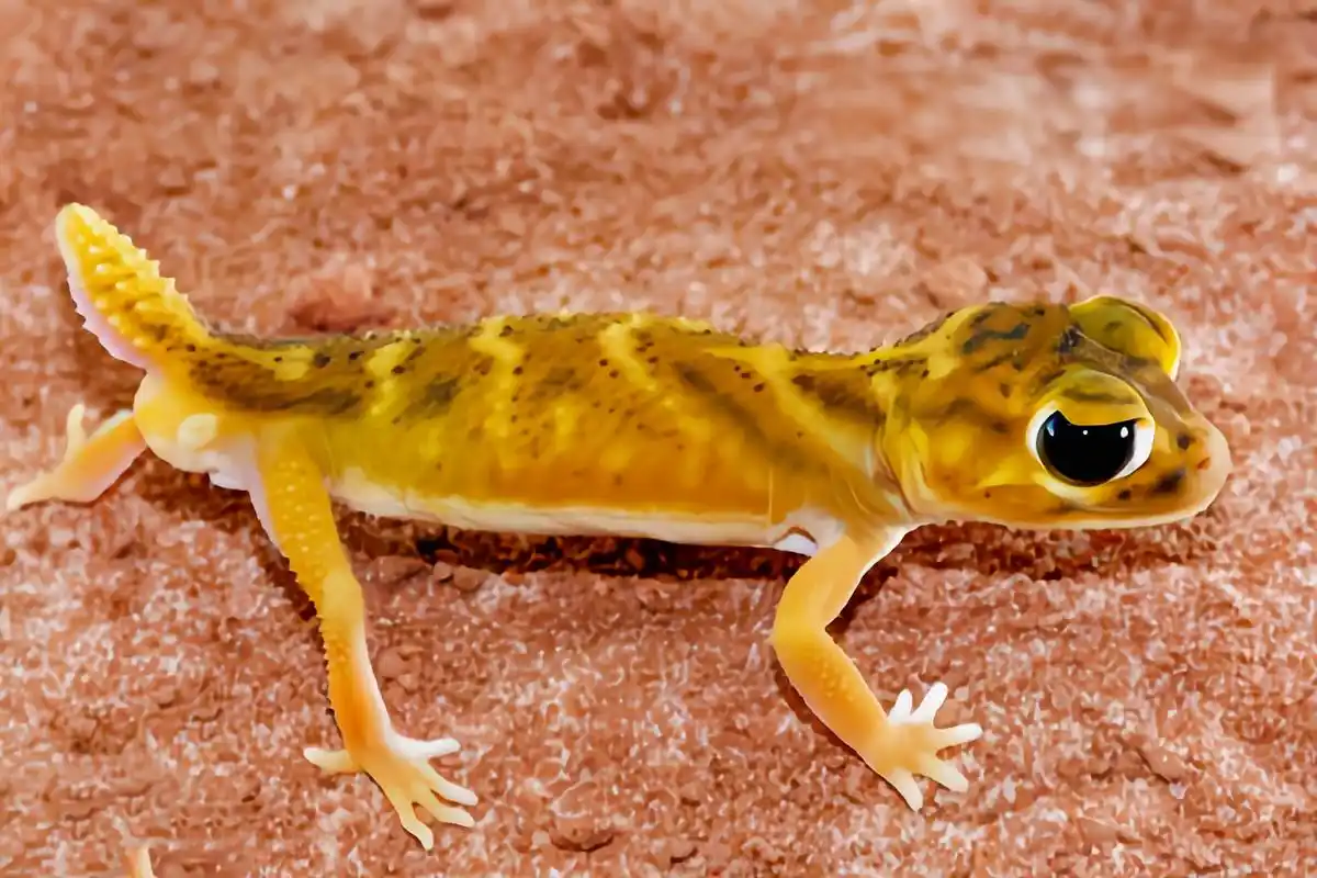 德珠尾虎蜥蜴目,壁虎科,瘤尾守宫属动物,数量稀少且分布狭窄,仅分布于