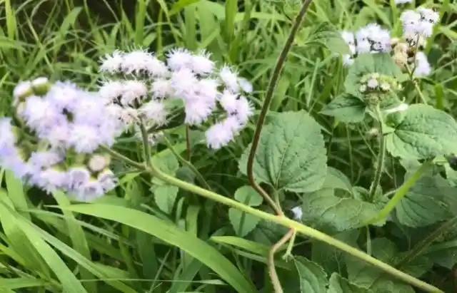 藿香蓟是农村常见的野草,同时它也是一种中草药,有很好止血功效