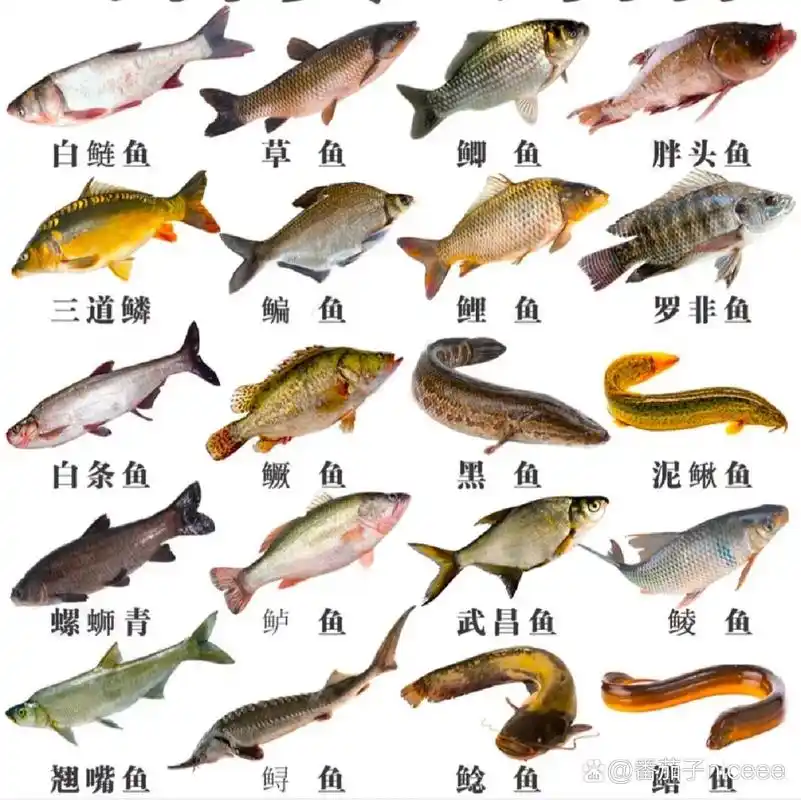 常见的淡水鱼种类