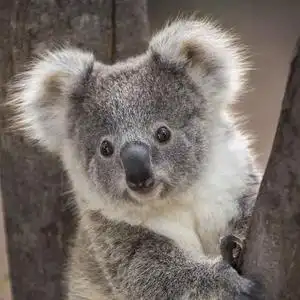 考拉影视koala头像