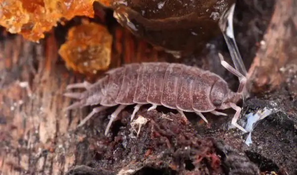 灭除花盆土壤潮虫最好的方法