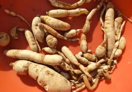 土里挖出地葫芦,古代防老珍品,滨海人拿它当茶喝