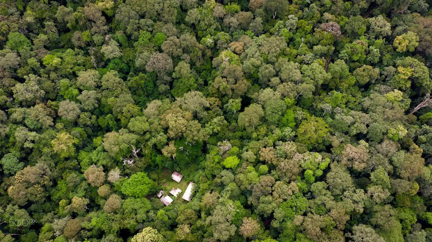 世界上最大的盆地刚果盆地任何触碰有可能有生命危险