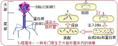 题目关于噬菌体侵染细菌的实验说法错误的是