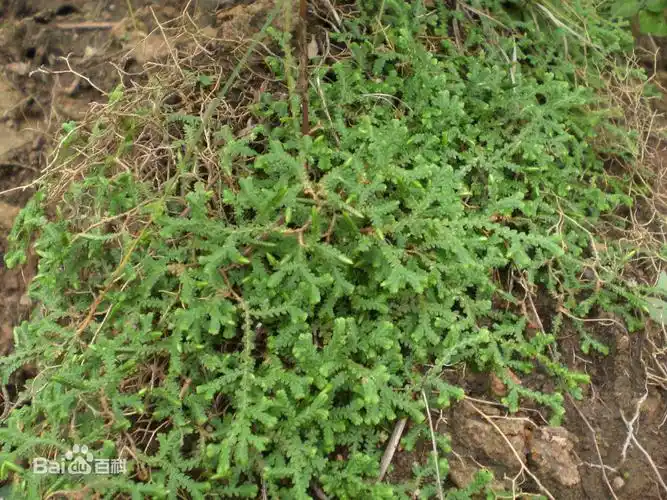 别    称地柏枝,护山皮,黄牛皮.