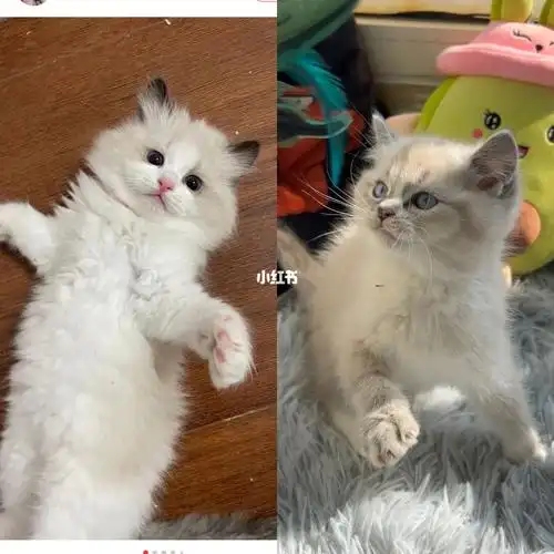 布偶还是银点极限二选一