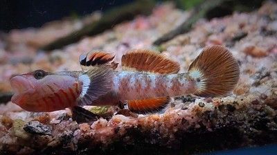 溪吻虾虎白面超红鳍小型溪吻血红虾虎鱼原生鱼观赏鱼冷水鱼免加温