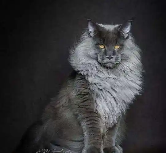 缅因猫优点和缺点缺点只有这三个