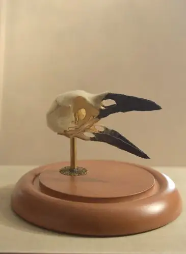 trade, she strives to recreate complicated and delicate skeletal