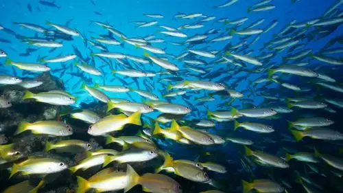 深海鱼群-动物壁纸-高清动物图片-第17图-娟娟壁纸