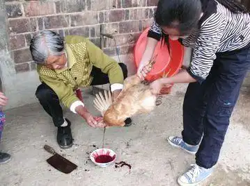但是在国外却是这样的:国外友人们杀鸡也是从鸡的脖子开始"咔嚓",但不