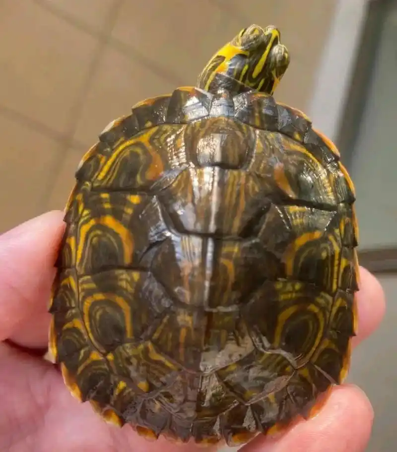 巴西脸龟类:黄耳龟             黄腹滑龟 ,亦称黄肚红耳龟,黄腹彩龟