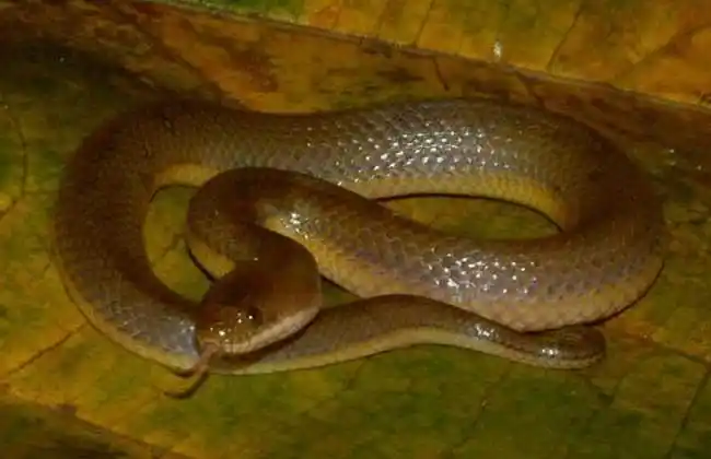 水蛇种类图片大全