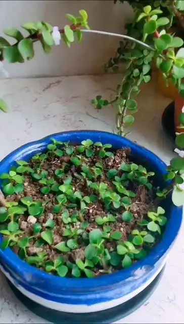 金枝玉叶扦插,很简单,别看它很小,十来天,夏天生根更快