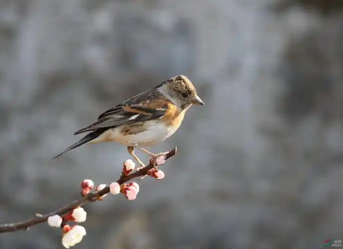 燕雀- 林鸟版 鸟网