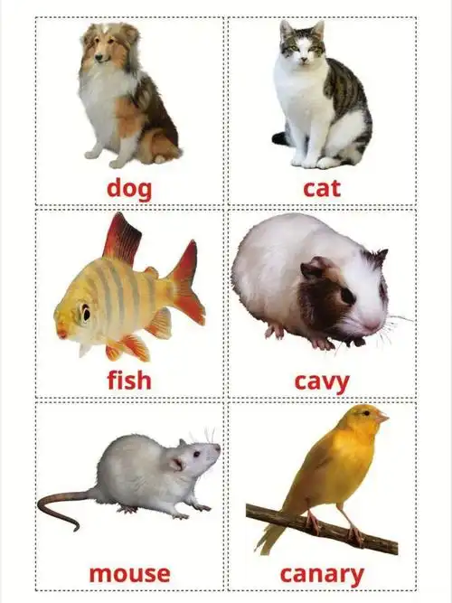 英语单词  #学英语  #英语启蒙  #每日英语  #英语口语  #动物英语