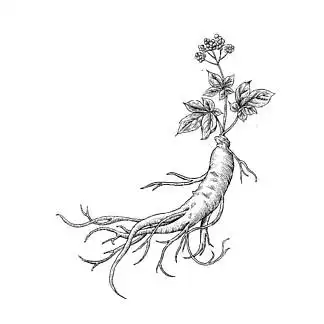 人参 i>手 /i> i>绘 /i>植物插画